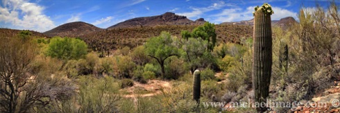 Saguaro Flowers/Mountains
Spur Cross Trail, Cave Creek, AZ. Saguaro Flowers/Mountains
Spur Cross Trail, Cave Creek, AZ.